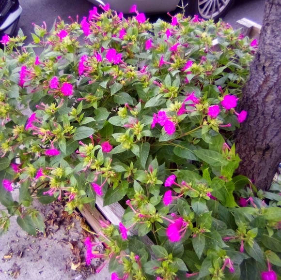 Meet your Posher, Itina - Picture 2 of 2